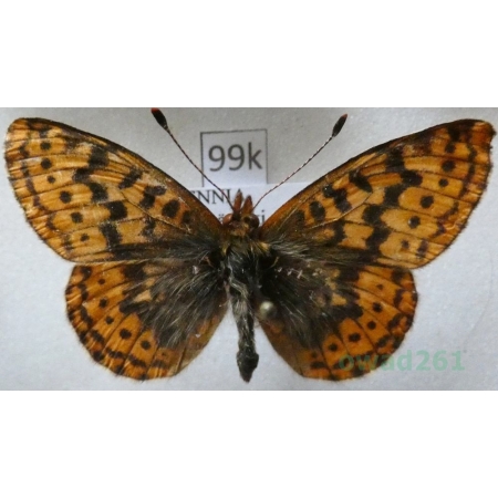 Boloria frigga (Becklin, 1791) Finland99k